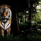 Untamed Bengal Tiger